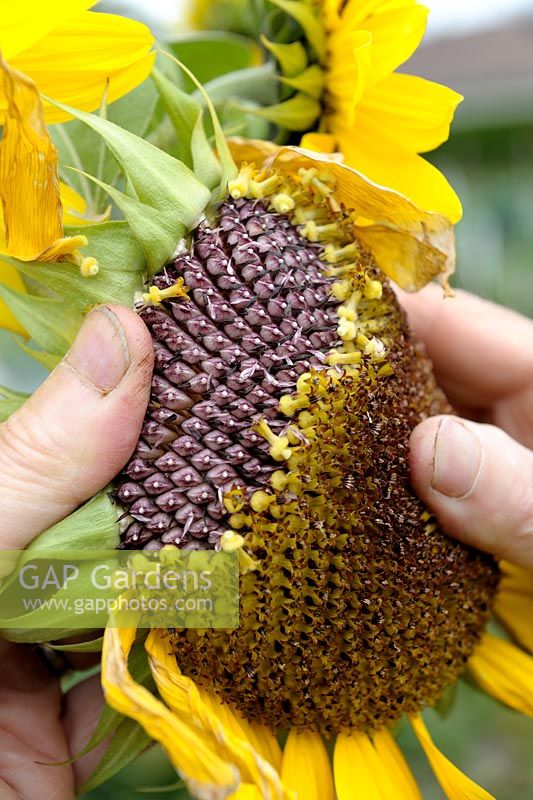 Helianthus annuus - Collecting Sunflower seeds