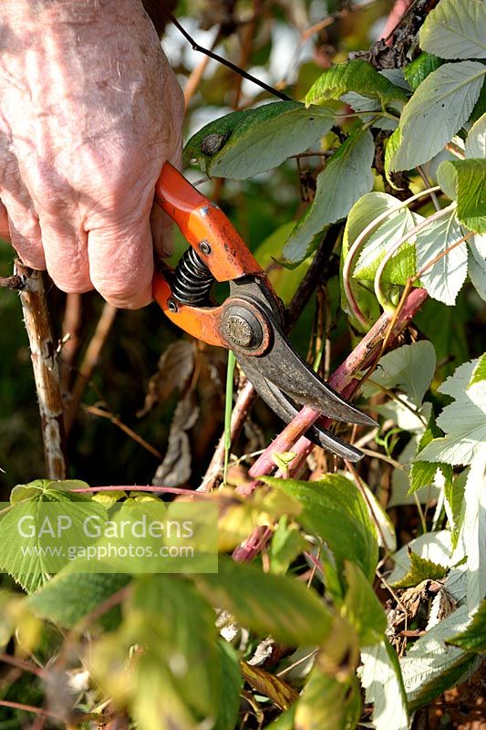 Pruning Raspberry cane to collect cuttings in autumn - Step 1