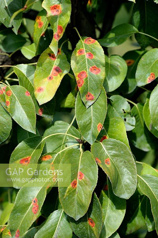 Gymnosporangium sabinae - Pear rust on Pyrus foliage