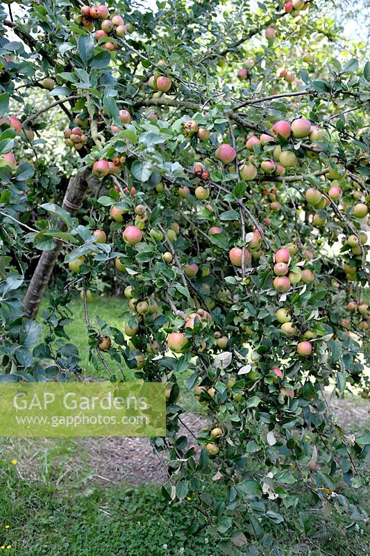 Fallen Malus - Apple tree due to fruits weight and wind