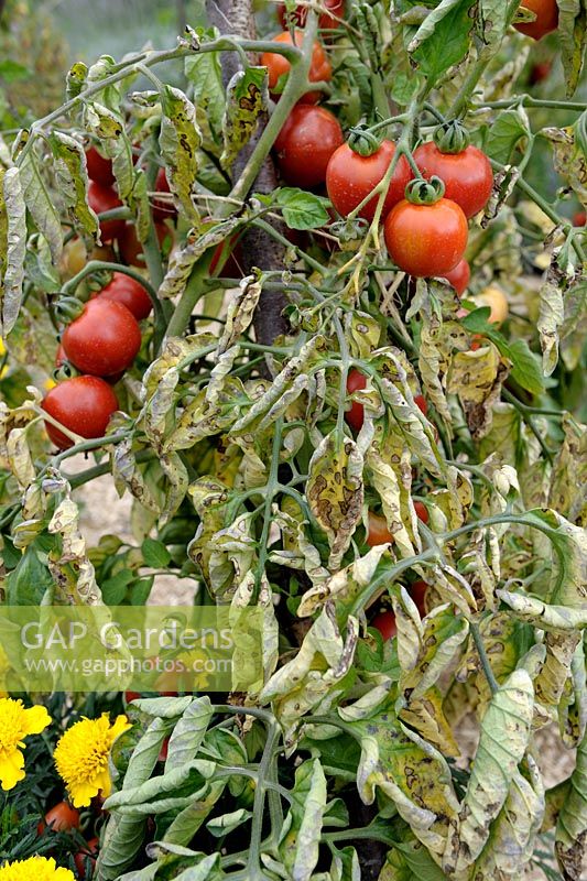 Lycopersicum esculentum - Tomato 'De Calabre' with blight symptoms on foliage