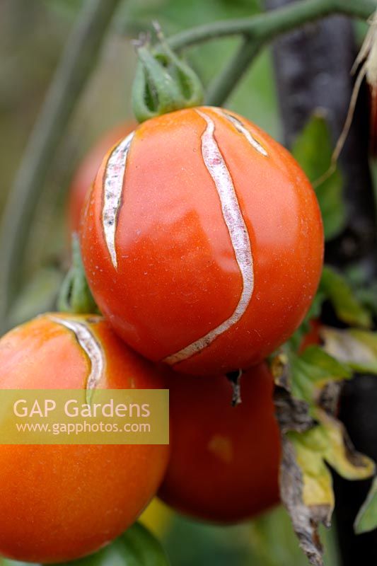 Tomato 'Big Rosy' - Split fruit caused by extremes in wet and dry weather conditions or irregular watering