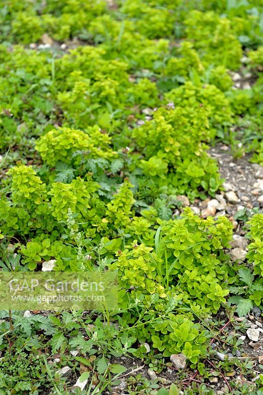 Origanum vulgare - Oregano invaded by weeds