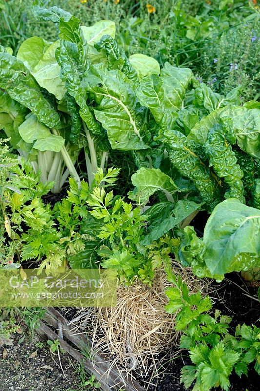 Beta vulagris - Chard and Apium graveolens - Celery covered with wood shavings for blanching the stalks and keep it tender for eating