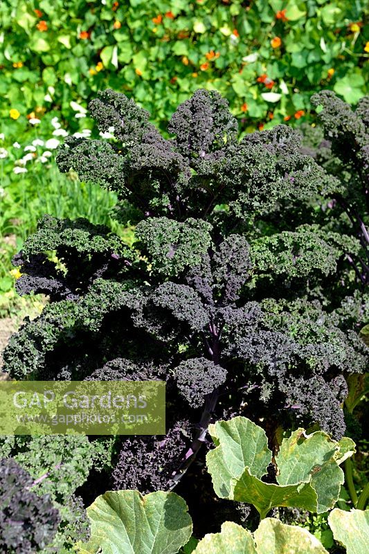 Brassica oleracea - Kale 'Redbor' F1