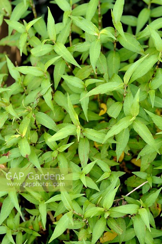 Persicaria odorata syn. Polygonum odoratum - Rau-Ram Vietnamese Coriander