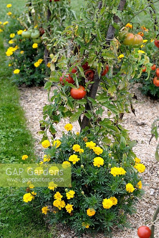Tomatoes with Tagetes as companion planting and Miscanthus mulching
