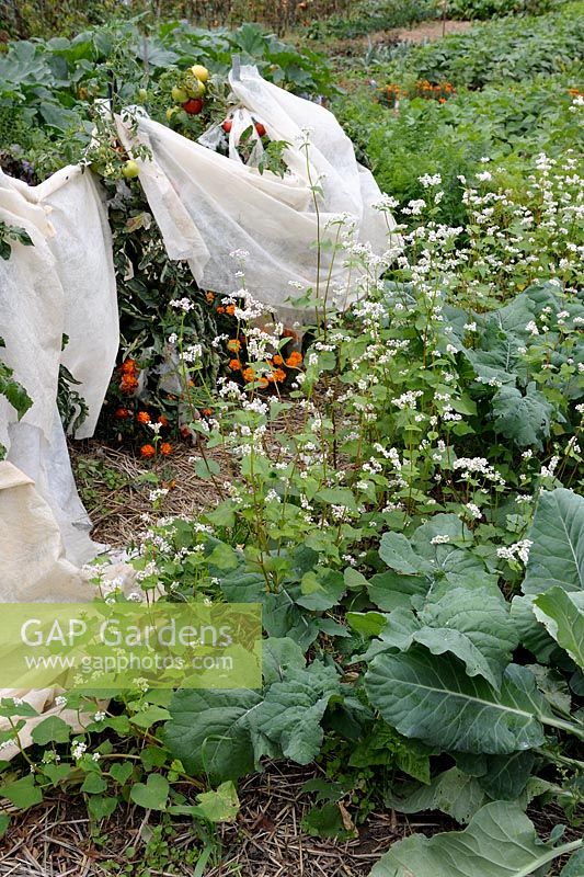Buckwheat used as green manure and Tomato plants protected by fleece in organic vegetable garden