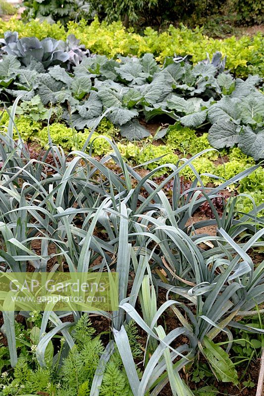 Leek, Salads and Cabbage in autumn vegetable garden
