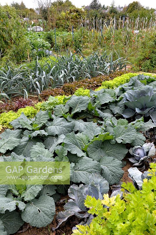 Cabbage, Salads, Leek and Tomatoes in vegetable garden