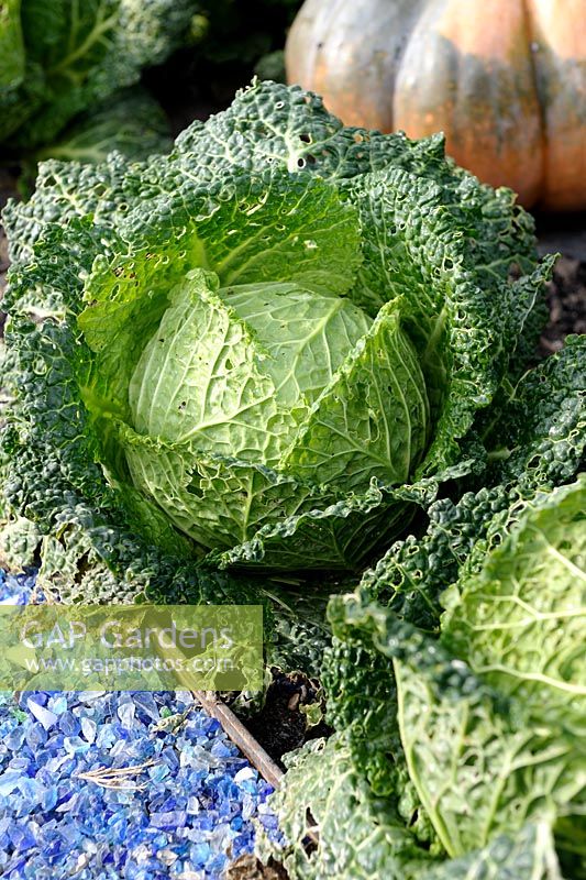 Brassica olareacea - Savoy Cabbage