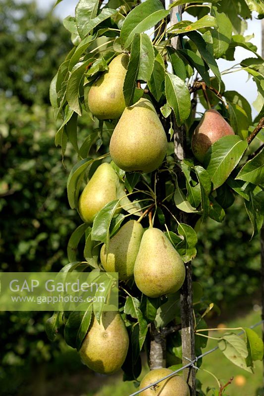 Pyrus communis - Pear 'Citron des Carmes' on espaliered tree