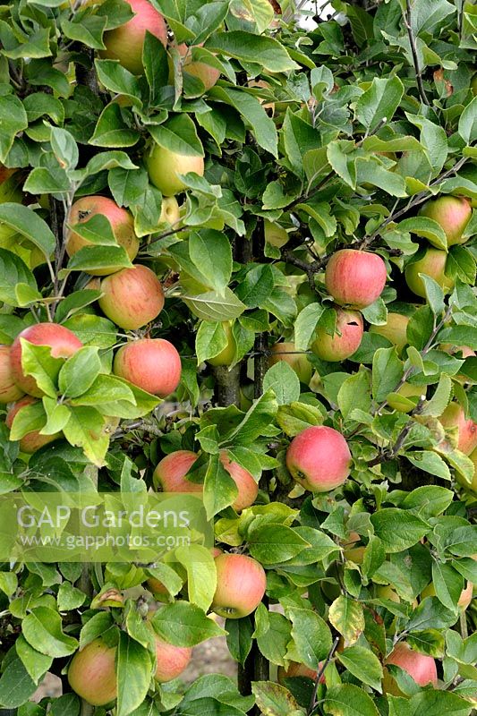 Malus 'Reine des Reinettes' - Espalier trained Apple tree