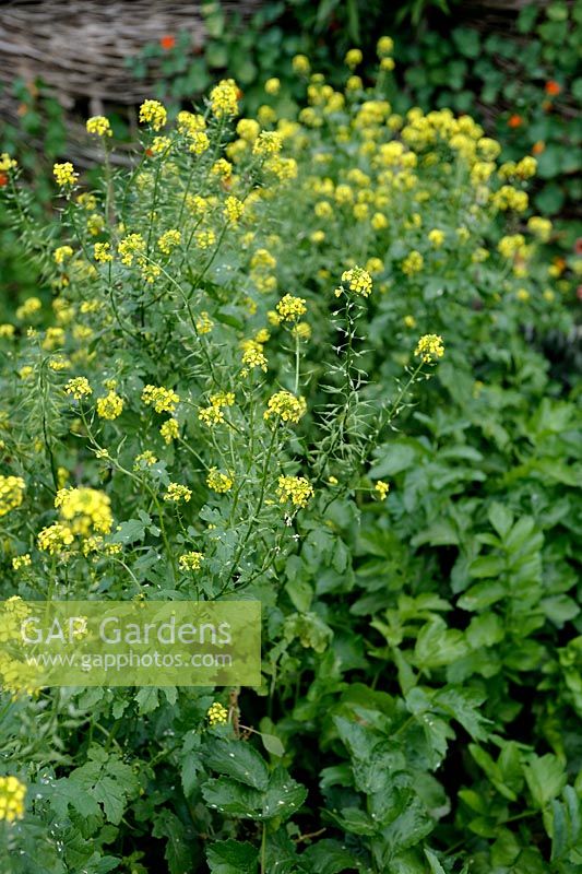 Sinapis alba - White Mustard can be used as green manure, October
