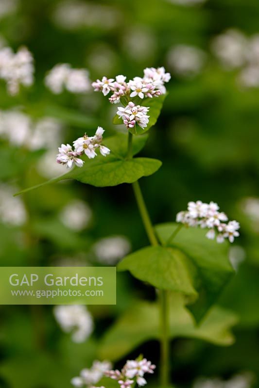 Fagopyrum esculentum - Buckwheat can be used as green manure