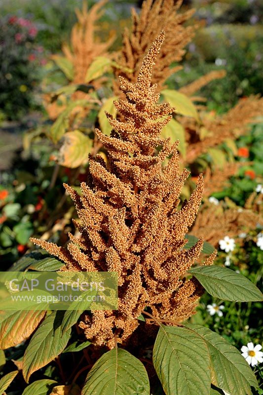 Amaranthus cruentus 'Golden Giant'