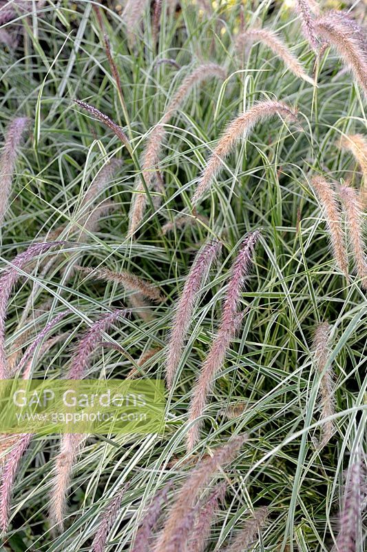 Pennisetum setaceum 'Sky Rocket' - Fountain Grass