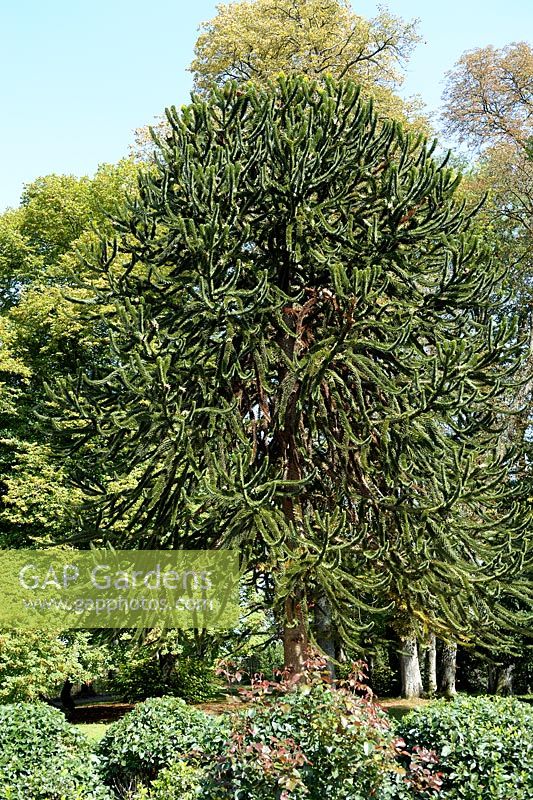 Araucaria araucana - Monkey Puzzle Tree