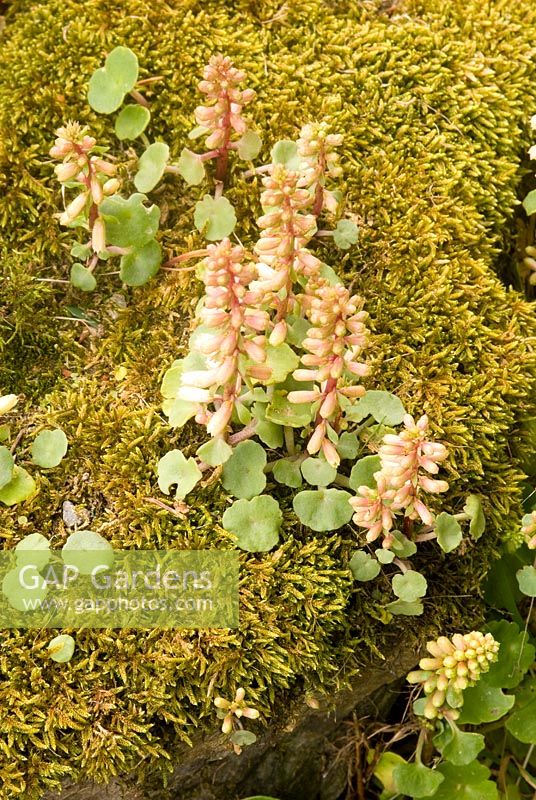Umbilicus rupestris - Wall Pennywort growing with moss on wall