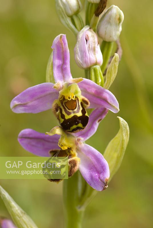Ophrys apifera - Bee orchid