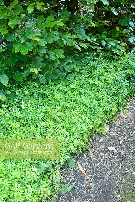 Fagus - Beech, hedge underplanted with Galium odoratum - Sweet woodruff by path