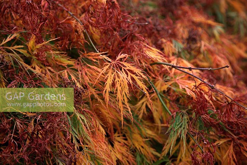 Acer palmatum var. dissectum Dissectum Viride Group - autumn colour