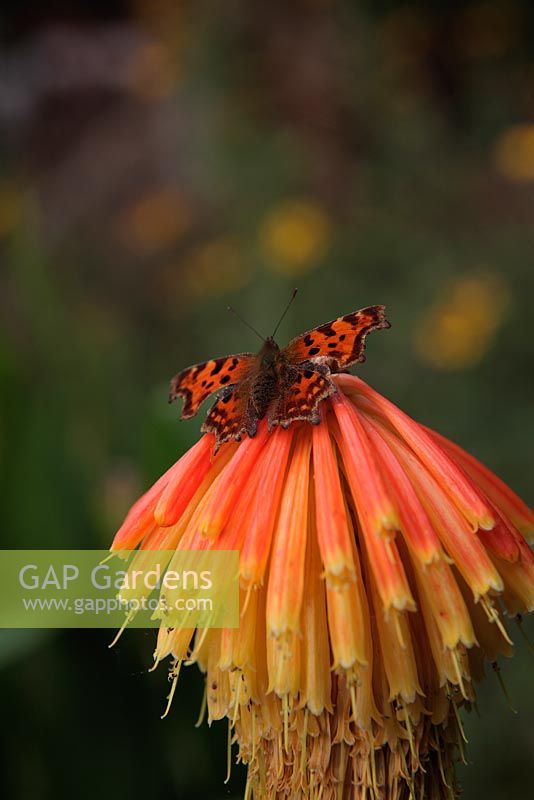 Kniphofia rooperi AGM with Polygonia c-album - Comma butterfly, October