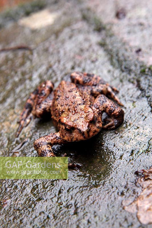 Bufo bufo - Common Toad on a wet autumn morning