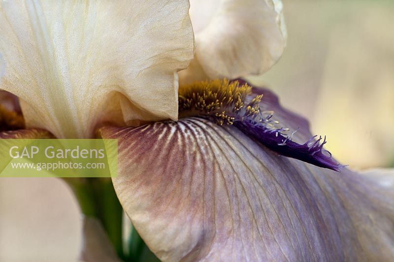 Bearded iris germanica 'Thrill Seeker'