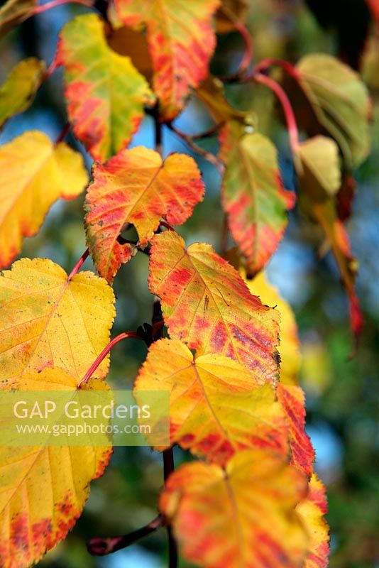 Acer grosseri var. hersii AGM - Autumn foliage colour