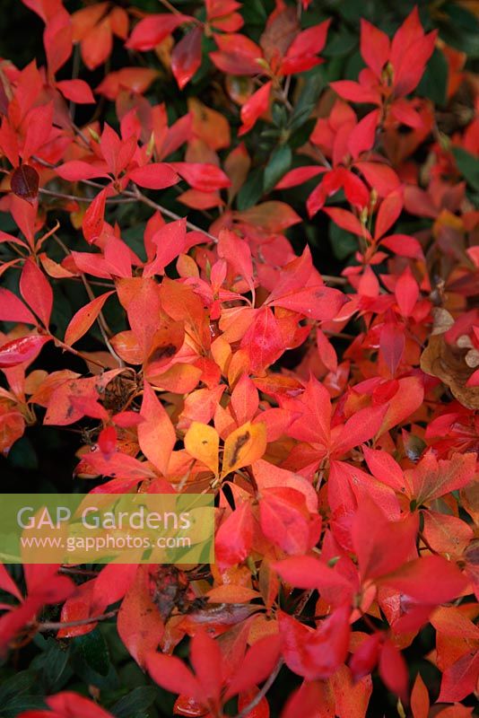 Enkianthus perulatus AGM - autumn colour