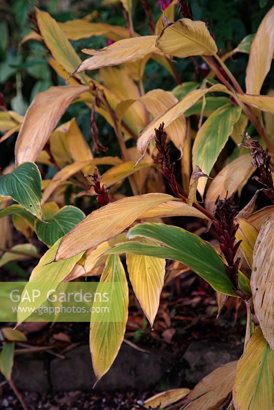 Cautleya spicata 'Robusta' - autumn colour