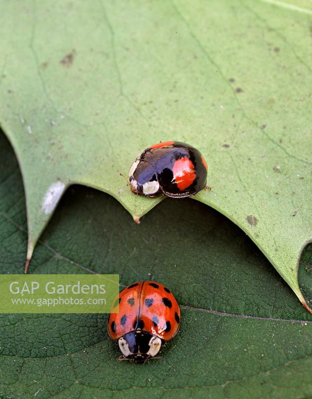 Harmonia axyridis - Harlequin Ladybird subsp. succinea and spectabilis with black ground colour