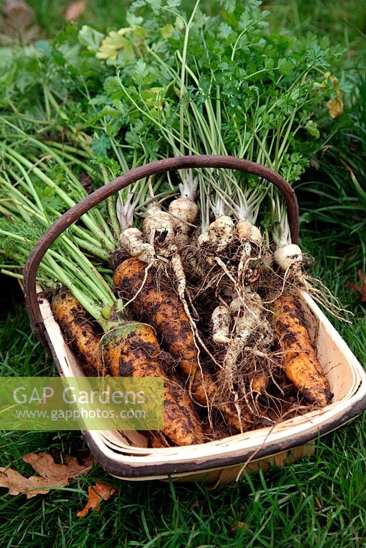 Parsley - Rooted 'Eagle' F1 with Carrot 'Jaune du Doubs' Open-pollinated French heirloom variety in a trug basket