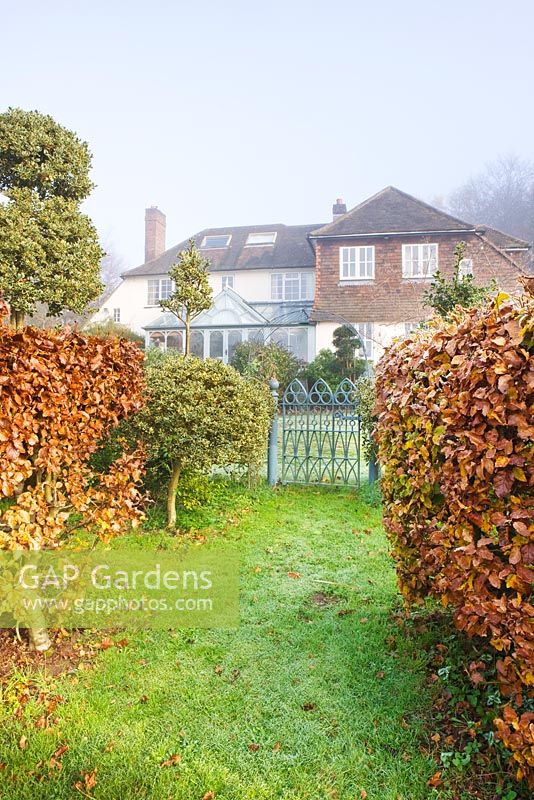 Front garden with blue metal gate, clipped Ilex and Fagus - Beech - Highfield hollies, Hampshire