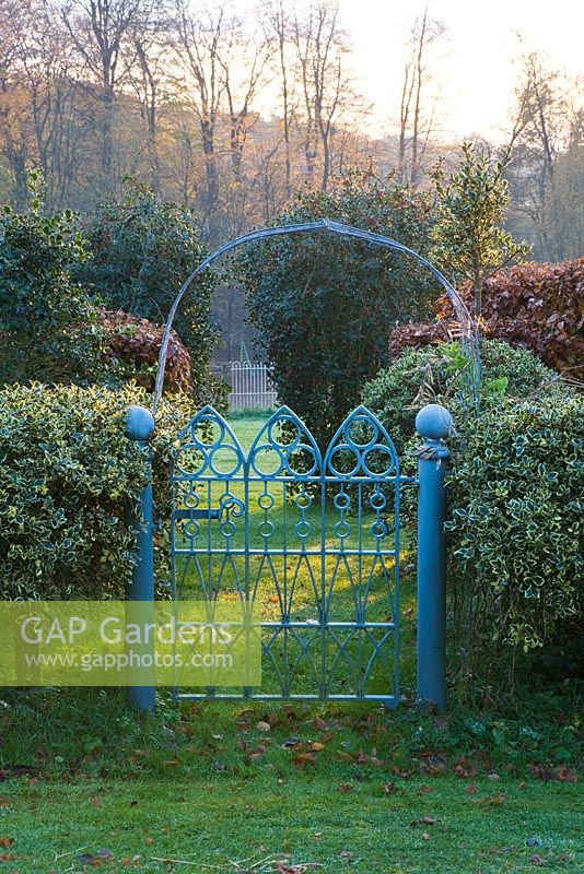 Front garden with blue metal gate, Ilex aquifolium 'Argentea marginata pendula'
