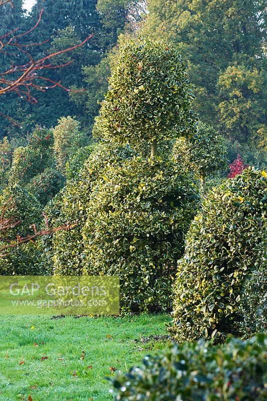 Mixed Hollies in the nursery - mainly Ilex 'Golden King' - Highfield hollies, Hampshire 

