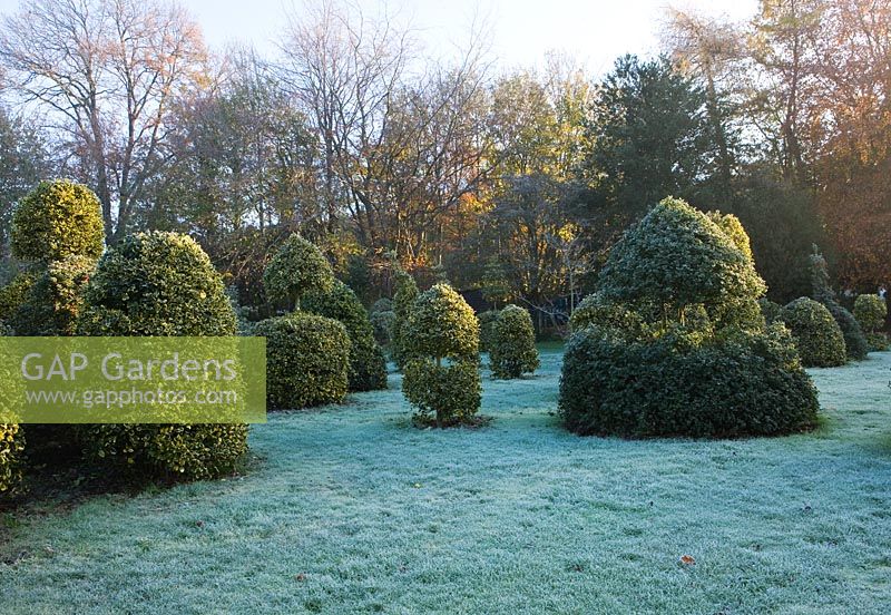 Mixed Hollies in the nursery with frost - mainly Ilex 'Golden  King' - Highfield hollies, Hampshire 