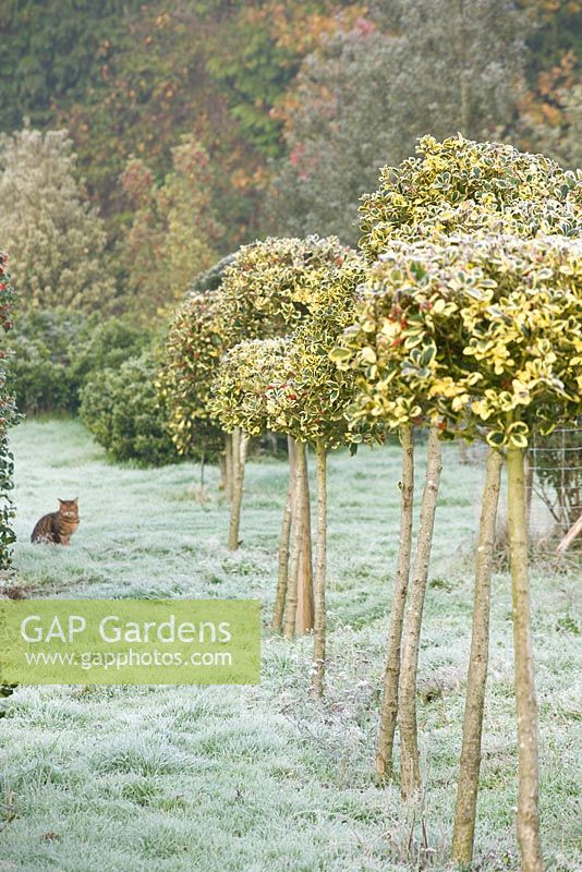 Clipped Ilex 'Golden King'  lollipops with bengal cat - Highfield hollies
 