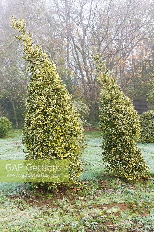 Clipped topiary shapes of Ilex altaclerensis 'Golden King' - Highfield hollies 
