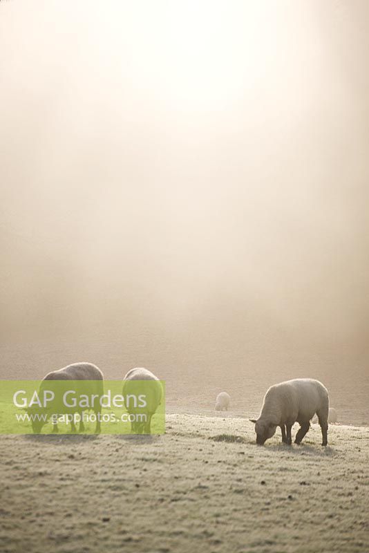 Shropshire sheep with ram on the left in mist