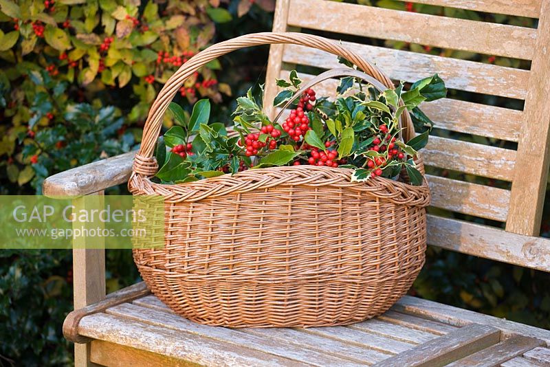 Wooden bench and basket with Ilex - Hollies
