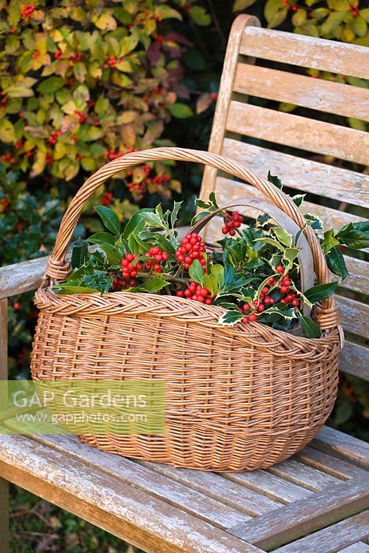 Wooden bench and basket with Ilex - Hollies
