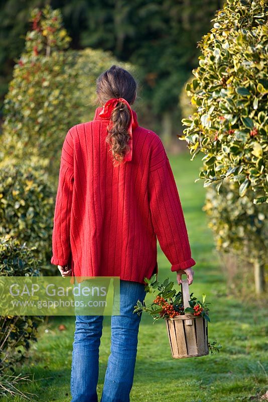 Woman in red jumper carrying wooden basket of mixed Hollies