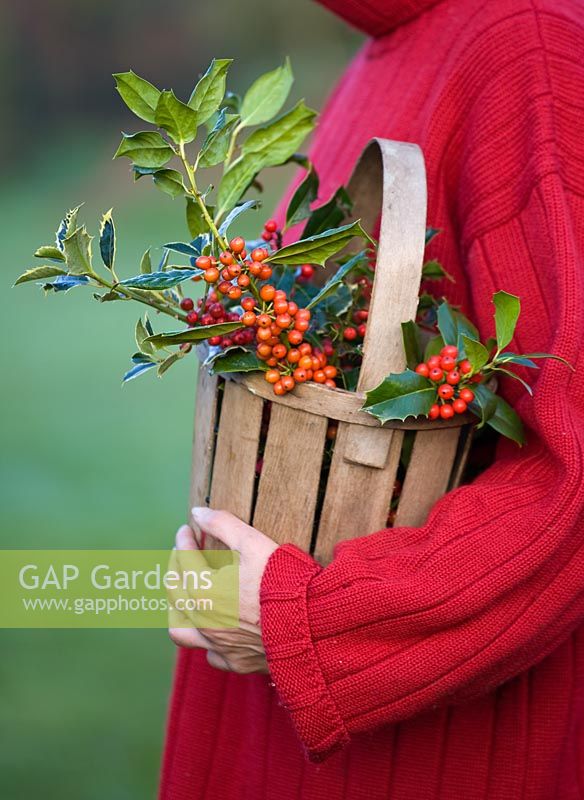 Girl in red jumper carrying wooden basket filled with Ilex aquifolium 'Amber', Ilex 'Handsworth new silver' and Ilex 'WJ Bean'