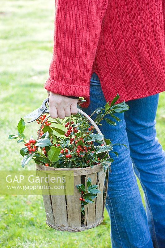 Woman in red jumper carrying wooden basket of mixed Ilex - Hollies