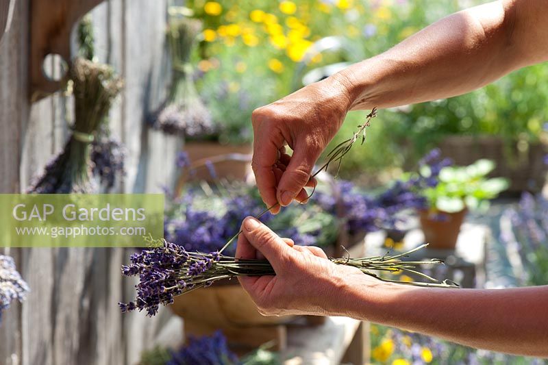 Woman tying up bunch of Lavandula - Lavender for drying