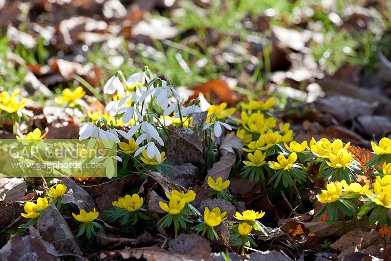 Galanthus - Snowdrops and Eranthis hyemalis - Winter Aconites in dappled woodland light
