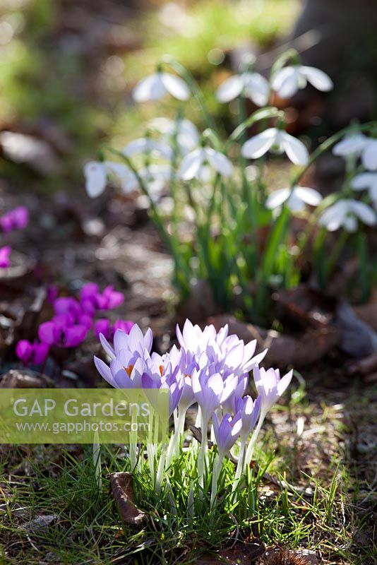 Galanthus - Snowdrops and Crocus in dappled woodland light
