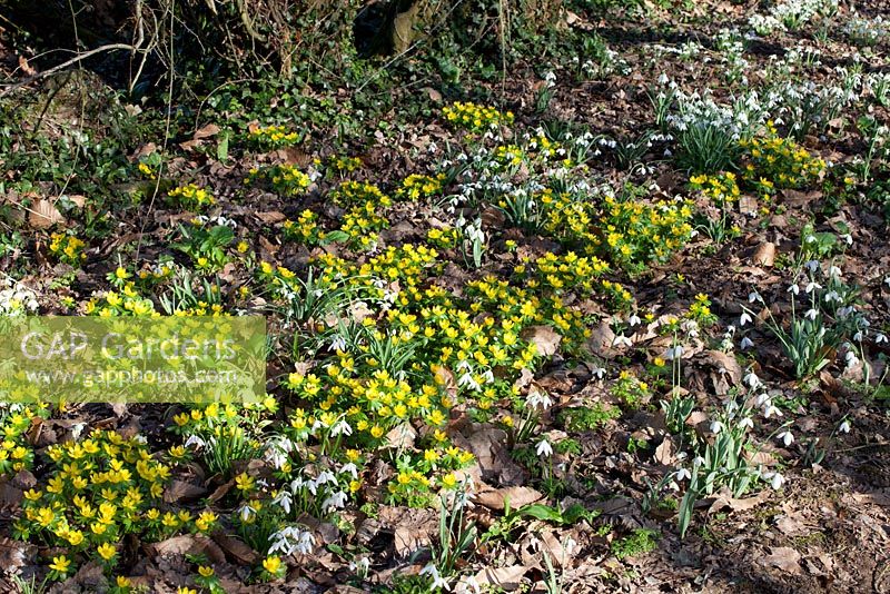 Eranthis hyemalis - Winter Aconites and Galanthus - Snowdrops in dappled woodland light 